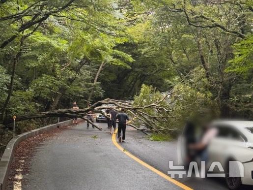 [제주=뉴시스] 호우주의보가 내려진 16일 오후 제주 서귀포시 516도로 숲터널에서 나무가 쓰러져 소방당국이 안전조치를 하고 있다. (사진=제주소방안전본부 제공) 2026.08.16. photo@newsis.com