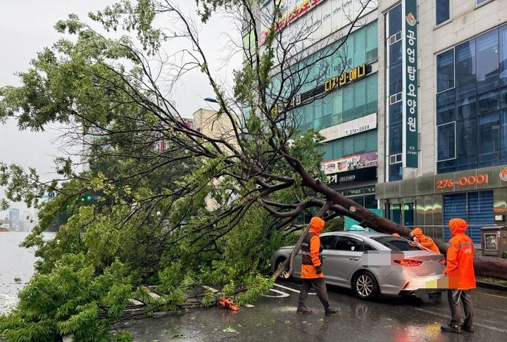 [울산=뉴시스] 17일 오전 울산에 호우주의보가 내려진 가운데 가로수가 넘어져 소방당국이 수습작업 중이다. (사진=울산소방본부 제공) 2026.08.17. photo@newsis.com *재판매 및 DB 금지