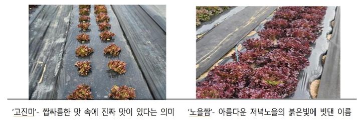 [세종=뉴시스] 농촌진흥청이 쌉싸름한 맛 성분과 항산화 성분을 각각 강화한 상추 신품종 '고진미'와 '노을쌈'을 개발했다. (자료 = 농진청 제공) 2026.08.17. *재판매 및 DB 금지