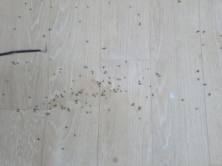 [전남광주=뉴시스] 이영주 기자 = 16일 오후 전남광주 북구 두암3동을 중심으로 정체를 모를 날벌레가 창궐했다는 주민 불편이 이어지고 있다. 사진은 집안으로 들이닥친 날벌레떼. (사진 = 독자 제공) 2026.08.17. photo@newsis.com *재판매 및 DB 금지