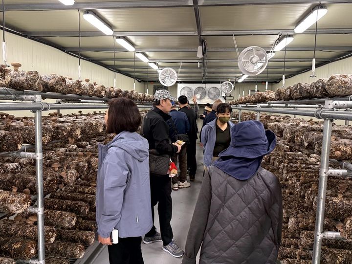 [서울=뉴시스] 제주 가치만드소의 표고버섯 스마트팜 체험. (사진=장애인기업종합지원센터 제공) 2026.08.18. photo@newsis.com *재판매 및 DB 금지