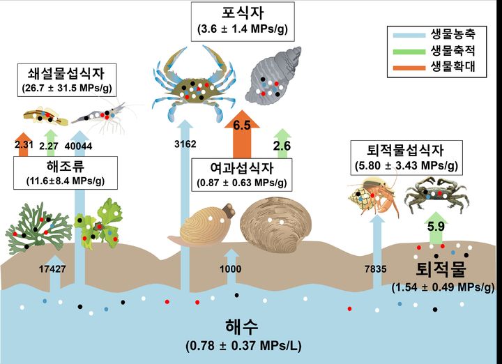 갯벌 생태계에서 해수와 퇴적물, 해조류, 저서생물, 포식자로 이어지는 미세플라스틱의 이동과 축적 경로 (화살표 안의 숫자는 생물 농축·축적·확대 계수). (사진=인하대 제공) 2026.08.18. photo@newsis.com *재판매 및 DB 금지