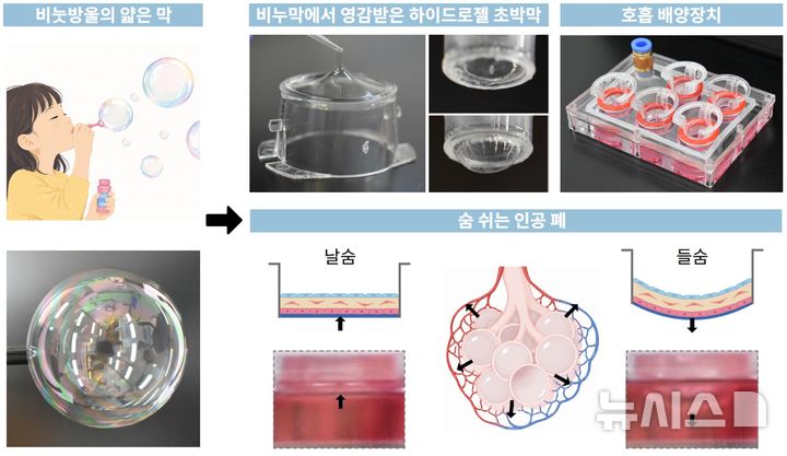 [포항=뉴시스] 포스텍 신소재공학과·IT융합공학과 정성준 교수 연구팀이 폐 속에 있는 공기 주머니인 '폐포' 움직임을 재현, 폐 세포의 반응까지 관찰할 수 있는 초박막 인공 폐를 개발했다. 사진은 비눗방울 막에서 영감받은 하이드로젤 초박막 형성 그림 및 실제 인체 호흡 때 폐포 움직임을 인공적으로 구현한 3차원 폐 모델 이미지. (사진=포스텍 제공) 2026.08.18. photo@newsis.com