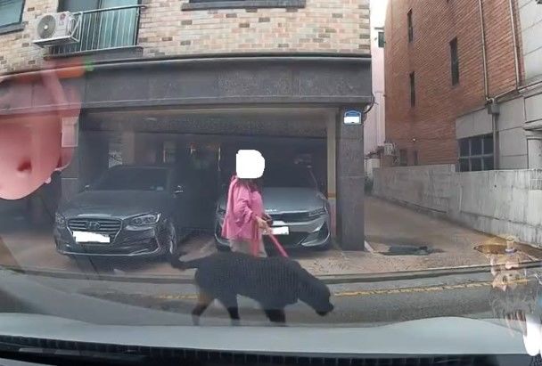 [www.newsis.com] "일어서면 제 키만 해요"…맹견 입마개 없이 산책, 어린이집 코앞서 목...
