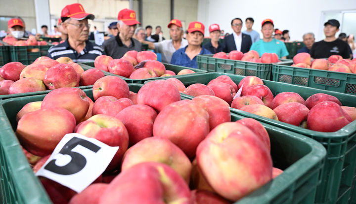 [거창=뉴시스] 홍로 1번지 거창 사과 출하 (사진=거창군 제공) 2026. 08. 19. photo@newsis.com&nbsp; *재판매 및 DB 금지