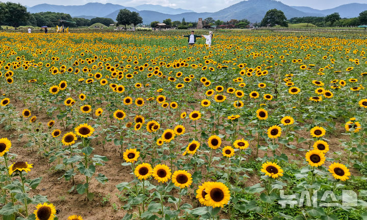 [경주=뉴시스] 이무열 기자 = 19일 경북 경주시 동부사적지 첨성대에서 관광객들이 활짝 핀 해바라기를 배경으로 사진을 찍고 있다. 2026.08.19. lmy@newsis.com