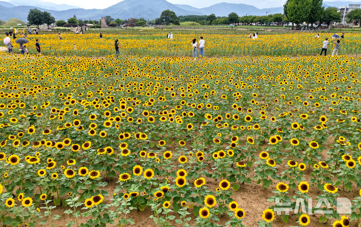 [경주=뉴시스] 이무열 기자 = 19일 경북 경주시 동부사적지 첨성대에서 관광객들이 활짝 핀 해바라기를 배경으로 사진을 찍고 있다. 2026.08.19. lmy@newsis.com