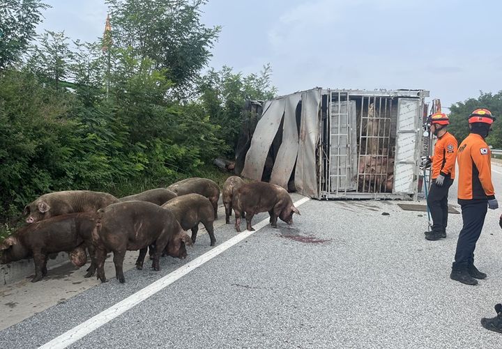 [안동=뉴시스] 돼지를 이송하던 트럭이 전도돼 있다. (사진=경북소방본부 제공) 2026.08.20. photo@newsis.com *재판매 및 DB 금지