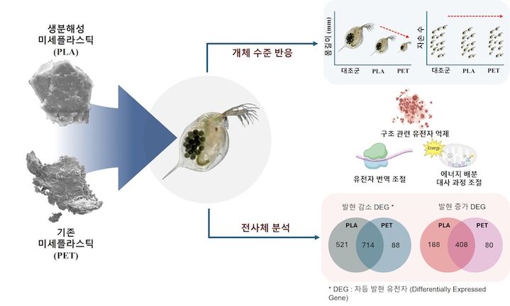[서울=뉴시스] 고려대 정진호 교수 연구팀이 기존 미세플라스틱뿐만 아니라 생분해성 미세플라스틱도 수생생물의 성장을 억제하며 서로 다른 유전자 발현을 유도한다는 사실을 규명했다. (사진=고려대 제공) 2026.08.20. photo@newsis.com *재판매 및 DB 금지