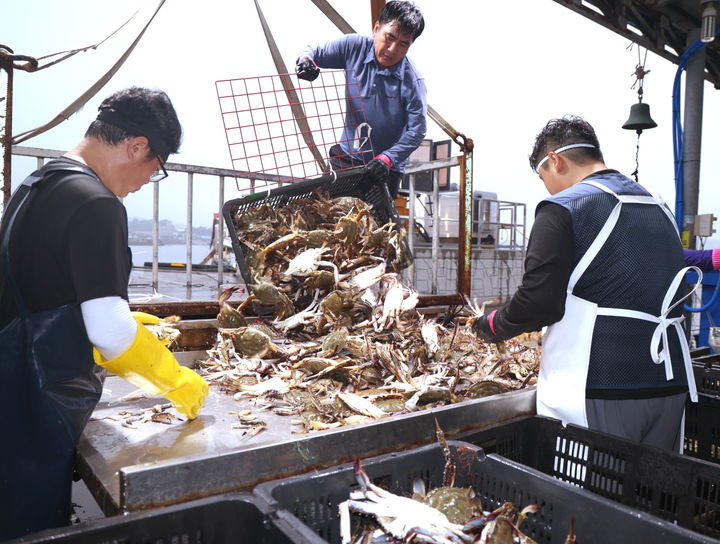 [태안=뉴시스] 21일 충남 태안 안면읍 백사장항에서 한 어민이 갓 잡은 가을 꽃게를 선별대에 올리고 있다. (사진=태안군 제공) 2026.08.21. photo@newsis.com *재판매 및 DB 금지