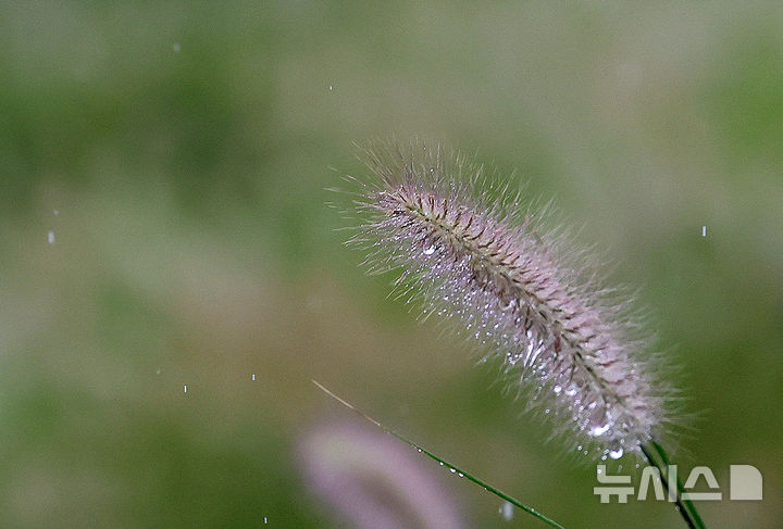 [서울=뉴시스] 조성우 기자 = 절기 처서를 하루 앞둔 22일 서울 종로구 흥인지문공원에 우거진 수크령에 빗물이 맺혀 있다. 2026.08.22. xconfind@newsis.com