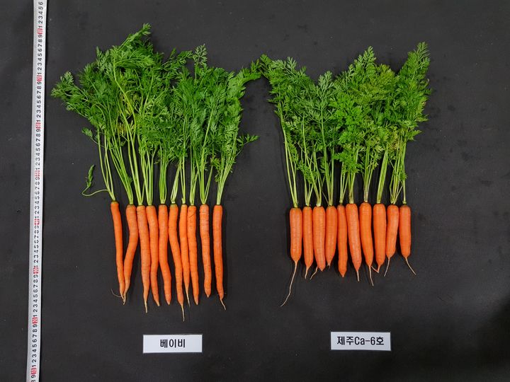 [제주=뉴시스] 프랑스 수입 당근 품종인 베이비(왼쪽)과 국내 품종인 미니홍(오른쪽). (사진=제주도 제공) photo@newsis.com *재판매 및 DB 금지