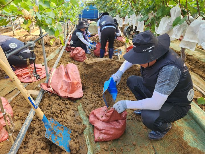 [서울=뉴시스] 서울시 바로봉사단 자원봉사자들이 지난 24일 경남 거제시에서 쿨링조끼를 입고 피해 농장 복구를 돕고 있다. (사진=서울시 제공) 2026.08.24. photo@newsis.com *재판매 및 DB 금지