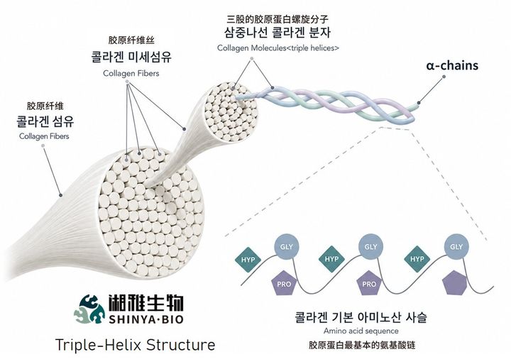 [서울=뉴시스] 샹야바이오의 삼중나선구조 재조합 콜라겐 (사진=엑셀세라퓨틱스 제공) 2026.08.26. photo@newsis.com *재판매 및 DB 금지