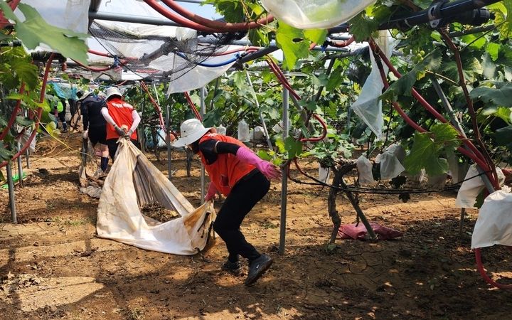 [거제=뉴시스] 신정철 기자= 거제시체육회와 자매결연도시인 전북 구례군체육회가 최근 집중호우로 큰 어려움을 겪고 있는 거제시 수해 현장을 찾아 구슬땀을 흘리며 훈훈한 연대의 정을 나눴다.사진은 지난 24일 거제시 둔덕면 일대 포도 농가에서 수해 복구 자원봉사 활동 모습.(사진=거제시 제공).2026.08.26. photo@newsis.com *재판매 및 DB 금지