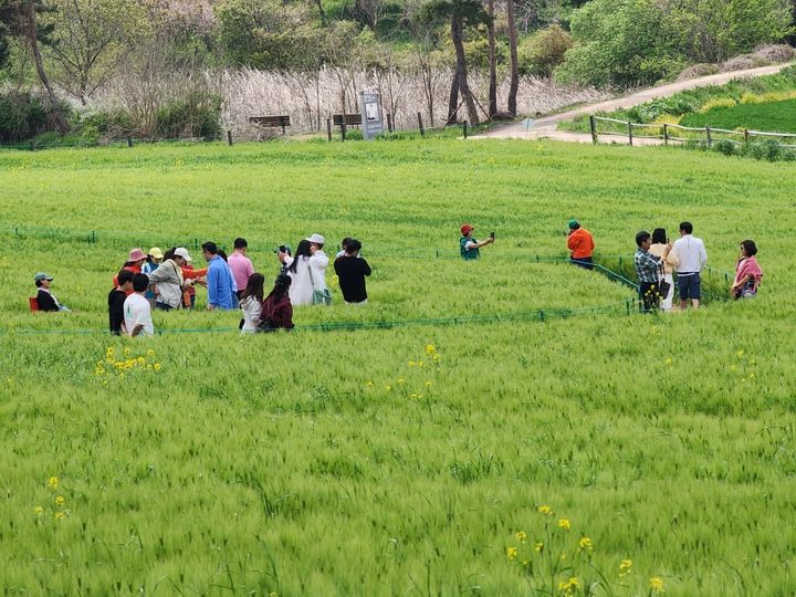 [고창=뉴시스] 고창반띵여행 관광객들이 지난 4월 공음면 학원농장에서 열린 청보리밭축제를 즐기고 있다. *재판매 및 DB 금지