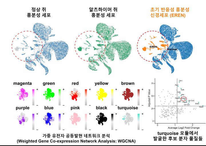 IBS 연구진은 정상 생쥐와 알츠하이머병 모델 생쥐의 뇌에서 단일핵 RNA 시퀀싱으로 유전자 발현 양상을 비교한 결과, 알츠하이머병 초기부터 특징적인 변화를 보이는 흥분성 신경세포 집단인 ‘초기 반응성 흥분성 신경세포(EREN)’를 발견했다(위쪽). 이어 유사한 발현 패턴을 보이는 유전자들을 그룹으로 묶어 분석하는 가중 유전자 공동발현 네트워크 분석(WGCNA)을 통해 EREN과 연관된 유전자군을 확인했다. 특히 여러 유전자군 가운데 ‘turquoise 모듈(분석상 청록색으로 구분된 유전자군)’에서 ERBB4를 주요 후보 유전자로 발굴했다. (사진=과학기술정보통신부 제공) *재판매 및 DB 금지