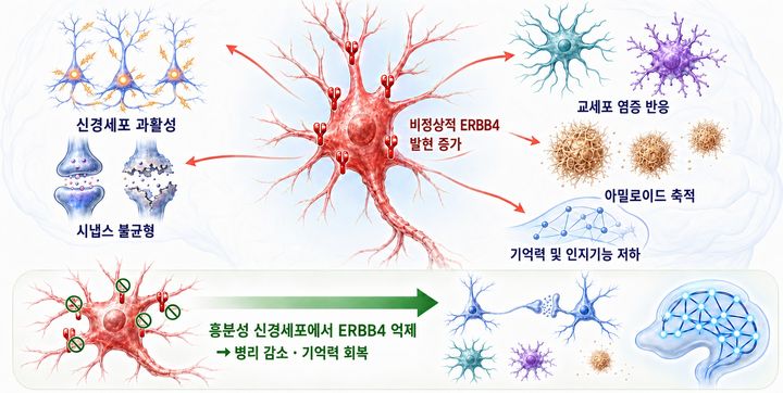 알츠하이머병에서는 흥분성 신경세포의 ERBB4가 비정상적으로 증가하면서 신경회로의 과흥분과 시냅스 불균형, 교세포의 과도한 반응, 아밀로이드 축적이 연쇄적으로 촉발되어 기억력과 인지기능이 저하된다. 반대로 알츠하이머병 모델 생쥐의 흥분성 신경세포에서 ERBB4를 선택적으로 억제하면 신경회로와 시냅스의 불균형이 정상 수준에 가까워지고, 교세포 반응과 아밀로이드 축적이 감소하면서 기억력과 인지기능도 개선됐다. 이를 통해 연구진은 흥분성 신경세포의 ERBB4가 알츠하이머병에서 나타나는 여러 변화를 함께 조절하는 핵심 조절 인자임을 확인했다. (사진=과학기술정보통신부 제공) *재판매 및 DB 금지