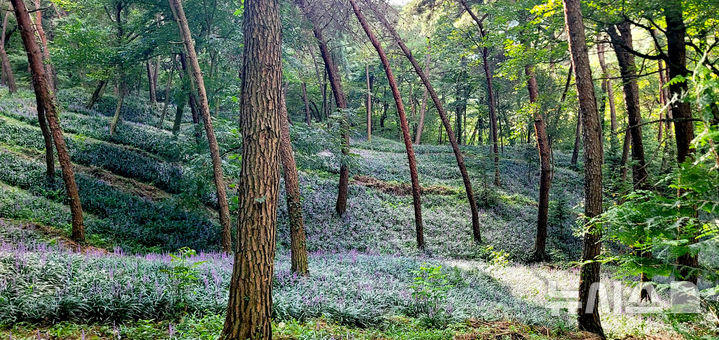 영광 물무산 행복숲, 소나무 아래 '보랏빛 맥문동' 장관