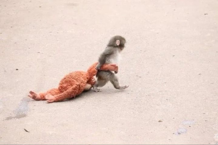 [서울=뉴시스]어미에게 버림받은 뒤 오랑우탄 인형을 꼭 끌어안는 모습으로 전 세계 누리꾼들의 마음을 사로잡았던 일본 아기 원숭이 '펀치' (사진=X 'papamong15' 캡처) 2026.08.27