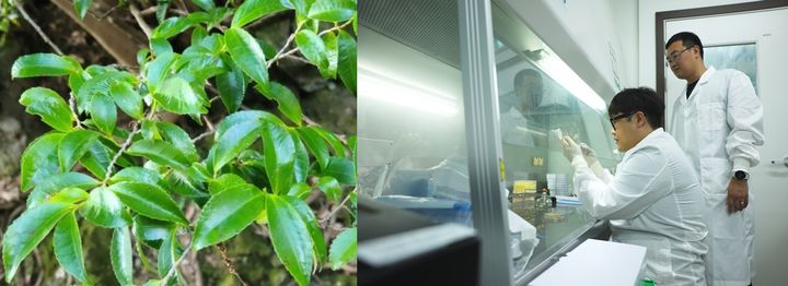 [진주=뉴시스]사스레피나무와 진주 국립산림과학원 산림바이오소재연구소 직원.(사진=산림바이오소재연구소 제공).2026.08.27.photo@newsis.com *재판매 및 DB 금지