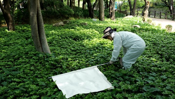[서울=뉴시스] 진드기 채집장면. (사진=서울시 제공) 2026.08.28. photo@newsis.com *재판매 및 DB 금지