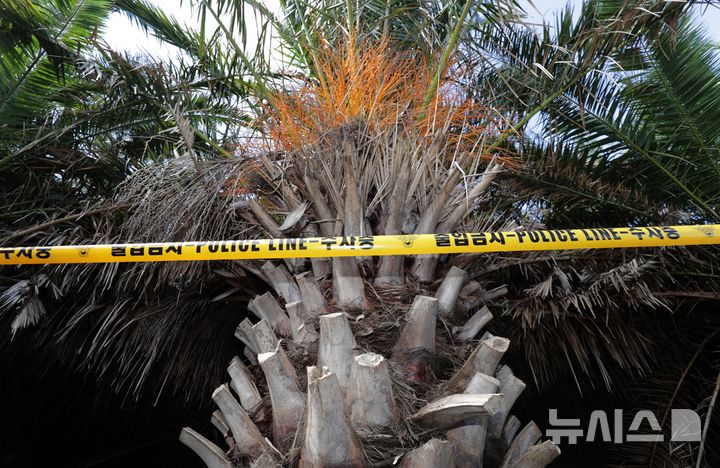 [제주=뉴시스] 우장호 기자 = 경찰의 '실종 신고 허위 종결' 파문이 이어지는 28일 오전 실종자 30대 여성이 숨진 제주시 한림읍 야자수 숲 앞에 폴리스 라인이 둘러져 있다. 2026.08.28. woo1223@newsis.com