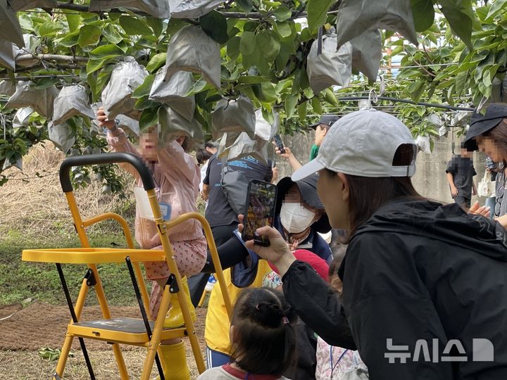 [나주=뉴시스] 나주시는 9월30일부터 10월4일까지 5일간 나주배박물관과 인근 체험농장에서 '2026년 나주배따기 체험행사'를 개최한다. 사진은 지난해 체험행사 모습. (사진=나주시 제공) photo@newsis.com