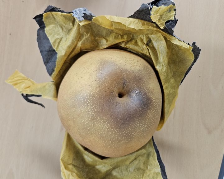 [세종=뉴시스] [세종=뉴시스] 농진청은 9월 중하순 수확을 앞둔 신고 배의 품질 유지를 위해 이상고온과 가뭄에 대비한 조기·분산 수확과 과수원 관리가 필요하다고 30일 밝혔다. (사진=농촌진흥청 제공) 2026.08.29. photo@newsis.com *재판매 및 DB 금지