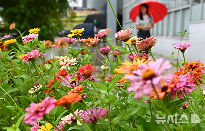 [수원=뉴시스] 김종택 기자 = 비가 내린 8월 31일 경기 수원시 권선구 국립농업박물관에 형형색색 백일홍이 활짝 피어 있다. 2026.08.31. jtk@newsis.com
