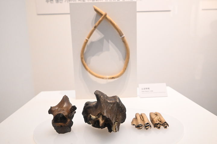 [충주=뉴시스] 충주 장미산성에서 출토된 현존하는 가장 오래된 코뚜레 (사진=국가유산청 제공) 2026.09.01. photo@newsis.com *재판매 및 DB 금지
