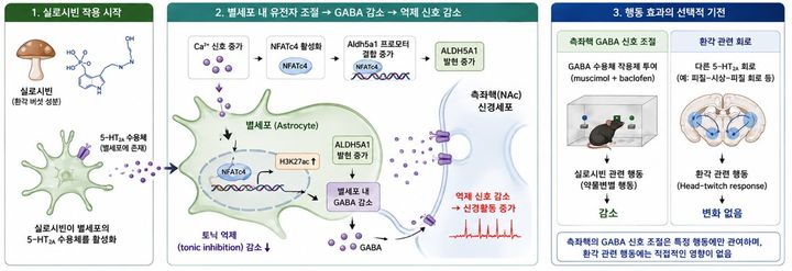 [대구=뉴시스] 실로사이빈의 측좌핵 별세포 조절 및 행동 분리 기전 모식도. (사진=한국뇌연구원 제공) 2026.09.01. photo@newsis.com *재판매 및 DB 금지