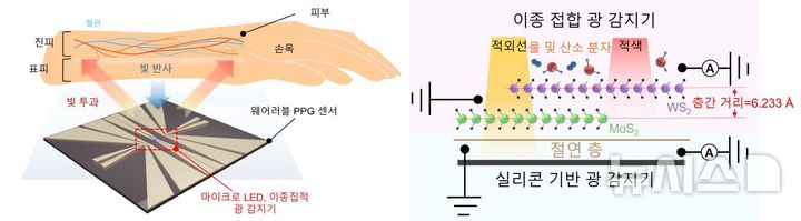 [그림] 2차원 반도체와 실리콘을 수직으로 쌓은 웨어러블 광센서의 구조와 작동 원리. (왼쪽) 손목에 부착한 센서에 적색광과 근적외선을 비춘 뒤 반사되는 빛을 감지해 생체신호를 측정하는 웨어러블 센서의 개념도이다. (오른쪽) 위쪽의 이종 접합 광검출기는 두 종류의 2차원 반도체인 이황화텅스텐(WS2)과 이황화몰리브덴(MoS2)을 겹쳐 만든 것으로 적색광에 강하게 반응하고, 근적외선은 이 층을 통과해 아래쪽 실리콘 광검출기가 감지한다. 두 광검출기 사이의 절연층은 각각의 전기 신호가 서로 섞이는 것을 막아 별도의 광학 필터 없이 두 종류의 빛을 구별해 감지할 수 있도록 한다. (그래픽=GIST 제공) photo@newsis.com *재판매 및 DB 금지