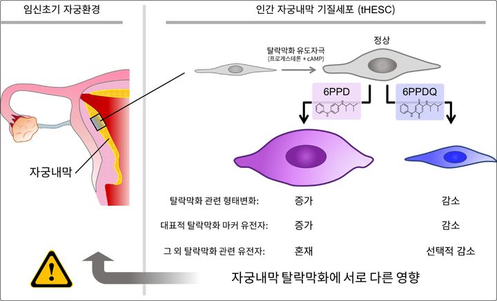 [대전=뉴시스] 국가독성과학연구소(KIT)가 경북대 의대와 공동연구를 통해 타이어 유래 오염물질 6PPD와 6PPDQ의 자궁내막 탈락막화 영향을 규명했다.(사진=KIT 제공) *재판매 및 DB 금지