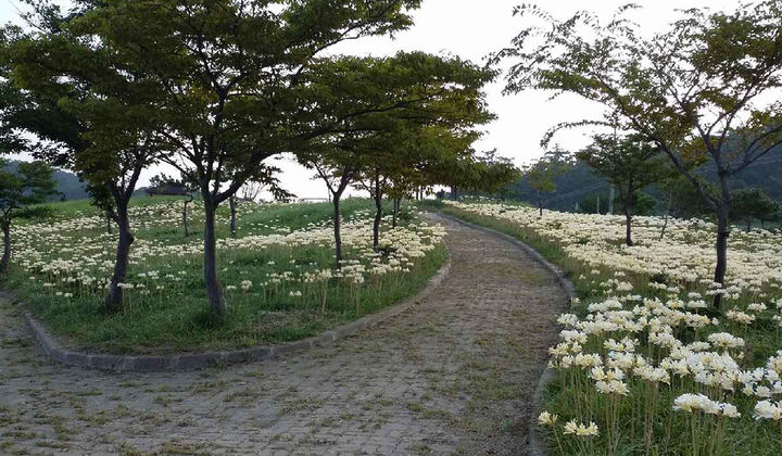 순백의 상사화 물결 속으로…위도상사화 축제, 5일 개막