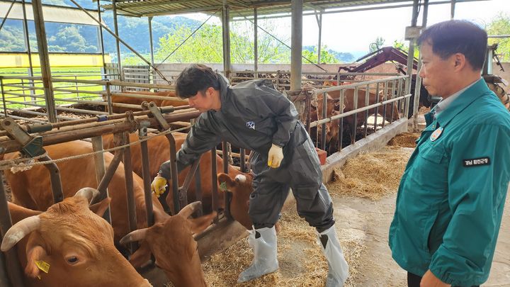 [합천=뉴시스] 경남 합천군 올해 하반기 구제역 백신(소, 염소)일제 접종. (사진=합천군 제공) 2026.09.03. photo@newsis.com *재판매 및 DB 금지