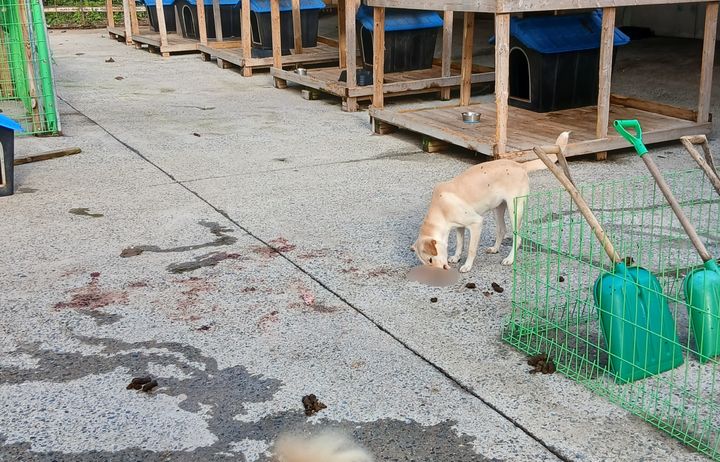 [장흥=뉴시스] 김가영 인턴기자 = 장흥군 동물보호센터에서 유기견이 사체를 물어뜯고 있다. (사진=동물보호단체 '리패밀리' 제공) *재판매 및 DB 금지