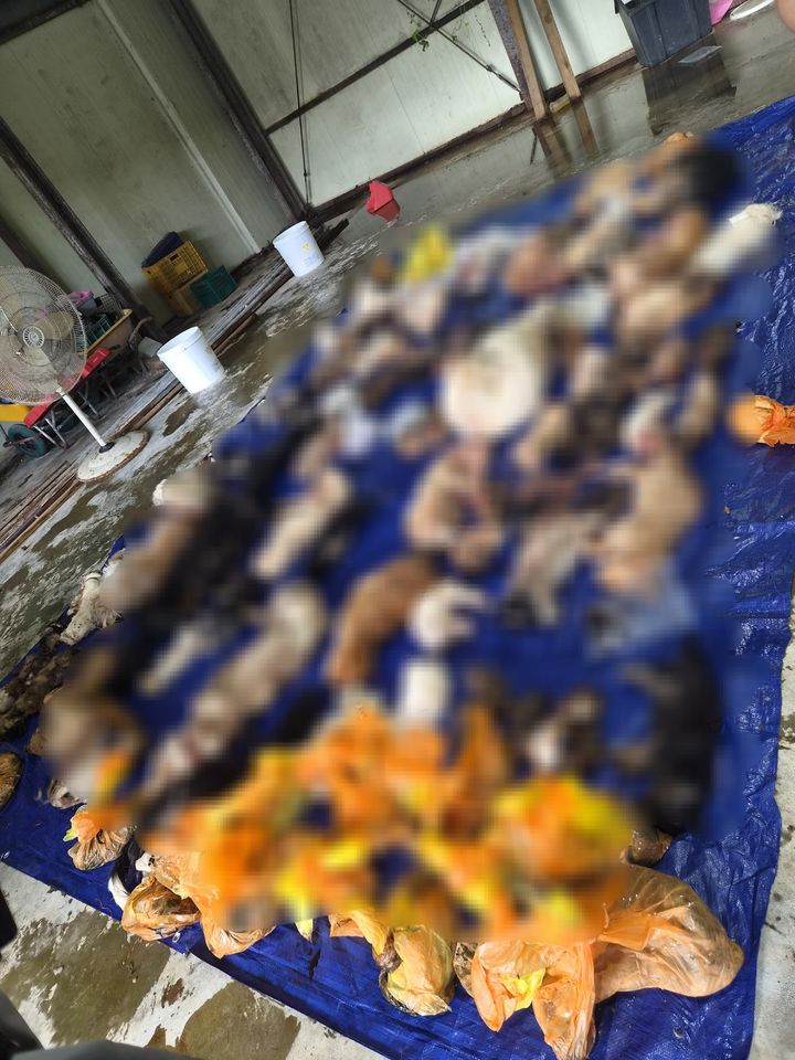 [장흥=뉴시스] 김가영 인턴기자 = 장흥군 동물보호센터 내부 냉동창고에서 172구의 개와 고양이 사체가 발견됐다. (사진=동물보호단체 '리패밀리' 제공) *재판매 및 DB 금지