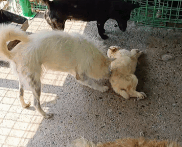 [장흥=뉴시스] 김가영 인턴기자 = 장흥군 동물보호센터에서 유기견이 힘 없이 늘어진 새끼 강아지를 물고 있다. (사진=동물보호단체 '리패밀리' 제공) *재판매 및 DB 금지