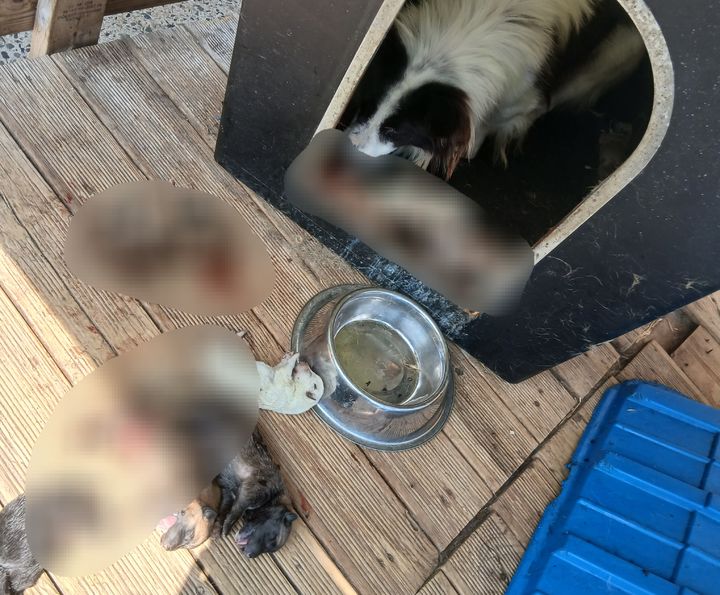 [장흥=뉴시스] 김가영 인턴기자 = 장흥군 동물보호센터에서 유기견에게 물려 몸이 찢어진 새끼 강아지를 어미개가 핥고있는 모습이다. (사진=동물보호단체 '리패밀리' 제공) *재판매 및 DB 금지