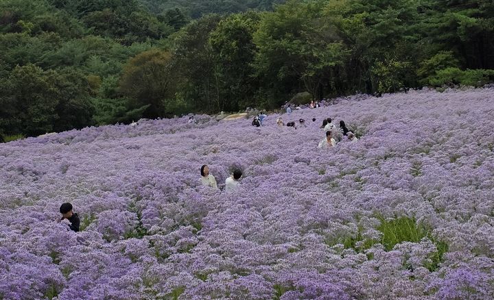 [문경=뉴시스] 문경시 가은읍 문희농원에 보라색 개미취 꽃이 장관을 이루고 있다. 2026.09.05. (사진=문희농원 제공) photo@newsis.com *재판매 및 DB 금지