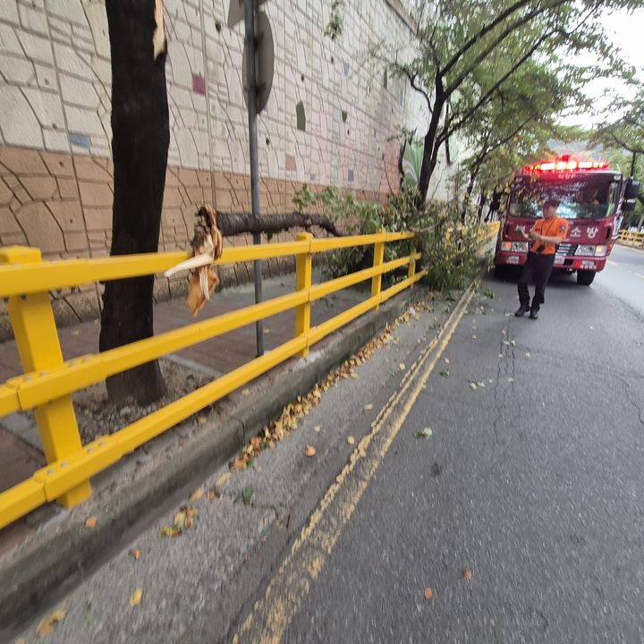 [부산=뉴시스] 지난 6일 오후 사상구의 한 도로에 강풍으로 나무가 쓰러져 도로 장애가 발생했다는 신고가 접수돼 소방이 출동해 안전조치에 나섰다. (사진=부산소방재난본부 제공) 2026.09.07 photo@newsis.com *재판매 및 DB 금지