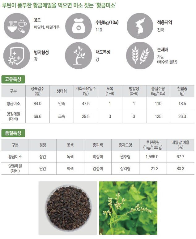 [세종=뉴시스] 국내 메밀 신품종의 품종별 주요 특성. (사진=농촌진흥청 제공) 2026.09.07. photo@newsis.com *재판매 및 DB 금지