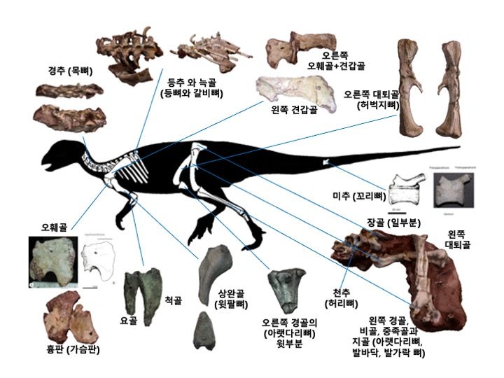 [전남광주=뉴시스] 보성 조각류 공룡 골격화석 골격도. (그림 = 보성군 제공). 2026.09.07. photo@newsis.com *재판매 및 DB 금지