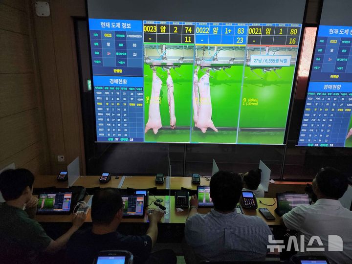 [세종=뉴시스] 경남 창녕축산물공판장에서 중도매인들이 영상을 보면서 경매를 진행하고 있다. (사진=축산물품질평가원 제공) 2026.09.07. photo@newsis.com
