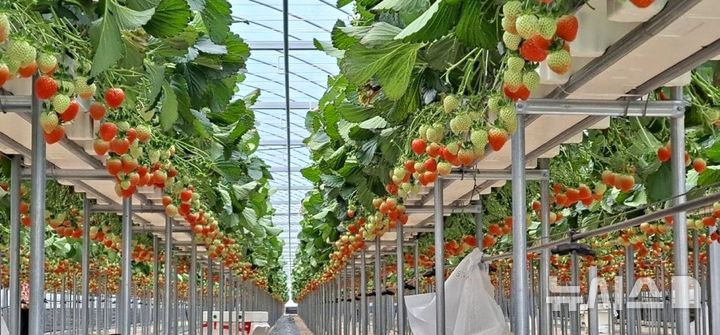 [포항=뉴시스] 경북 포항 수출 딸기 단지가 농림축산식품부가 주관한 '정부 지정 농산물 전문 생산 단지' 공모에 최종 선정됐다. 사진은 북구 흥해읍 해맞이농장 전경. (사진=해맞이농장 홈피 캡처) 2026.09.07. photo@newsis.com&nbsp; 