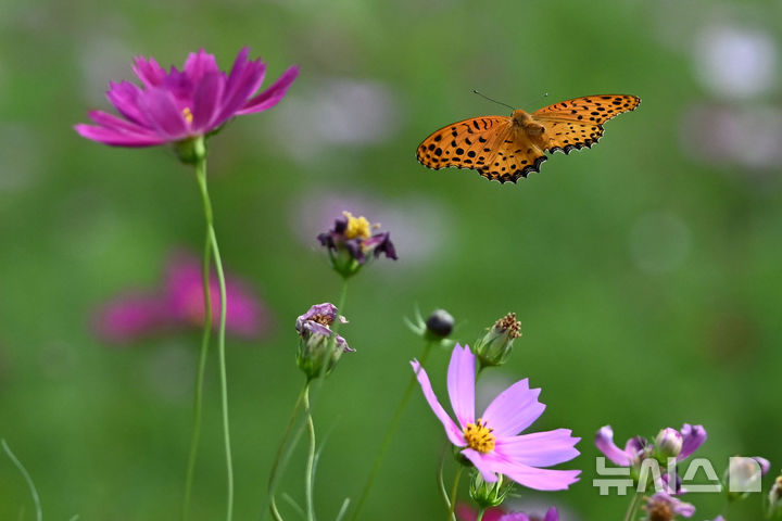 [전남광주=뉴시스] 이영주 기자 = 절기상 가을의 문턱인 백로(白露)를 맞은 7일 오후 전남광주 북구 산동교 친수공원 코스모스 군락지에서 네발나비 한 마리가 먹이 활동을 하러 꽃을 찾아 날아다니고 있다. 전남광주는 이날 대체로 맑은 가운데 일교차가 10도 이상으로 벌어질 것으로 예보됐다. 2026.09.07. leeyj2578@newsis.com