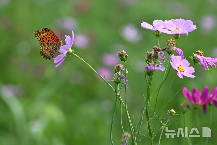 [전남광주=뉴시스] 이영주 기자 = 절기상 가을의 문턱인 백로(白露)를 맞은 7일 오후 전남광주 북구 산동교 친수공원 코스모스 군락지에서 네발나비 한 마리가 먹이 활동을 하고 있다. 전남광주는 이날 대체로 맑은 가운데 일교차가 10도 이상으로 벌어질 것으로 예보됐다. 2026.09.07. leeyj2578@newsis.com