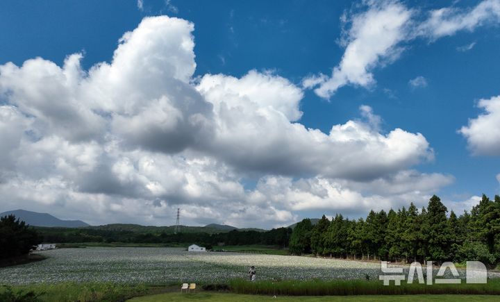 [제주=뉴시스] 우장호 기자 = 더위가 물러나고 선선한 날씨를 보이는 8일 제주시 조천읍 교래리의 한 카페 앞으로 도라지꽃이 활짝 피어나 시선을 사로 잡고 있다. 2026.09.08. woo1223@newsis.com