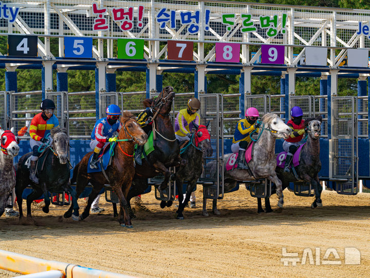 [제주=뉴시스] 렛츠런파크 제주에서 출발선을 나서는 제주마. (사진=한국마사회 제공) photo@newsis.com